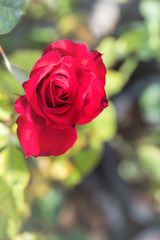 a bunch of roses in the garden