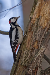 Great Spotted Woodpecker sitting on the tree (Dendrocopos major, male)