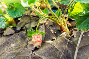 young strawberry