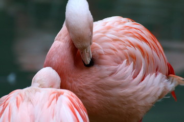 Fototapeta premium Pink flamingo in the lake in the zoo