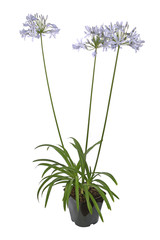 Agapanthe bleu clair