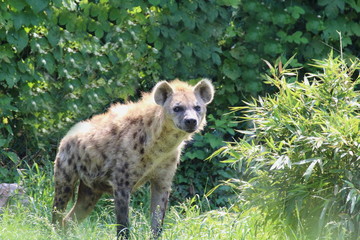 A hyena walks inside his fence
