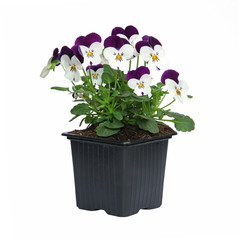 Pot de Viola cornuta