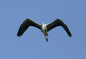 Grey Heron on blue sky