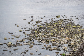 the resting sea gull, photo taken in Hokkaido, Japan