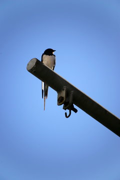 Rondine su un palo