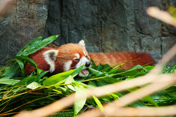 Cute red panda laying down