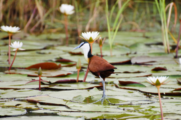 African Jacana - Chobe National Park - Botswana
