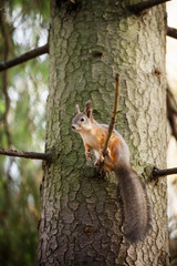 Naklejka na ściany i meble Eurasian red squirrel in the tree
