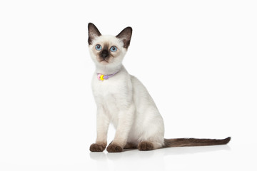 Kitten. Thai cat on white background