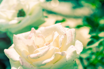 Vintage a bunch of roses in the garden