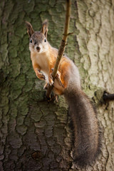 Eurasian red squirrel in the tree