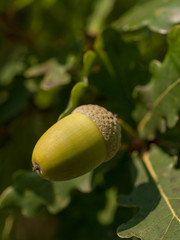 Green Acorn