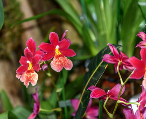 Burrageara Nelly Isler. Orchid in the greenhouse