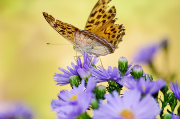 beautiful orange monarch butterfly on a flowers