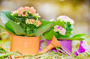 colorful decorative watering cans with kalanchoe flowers