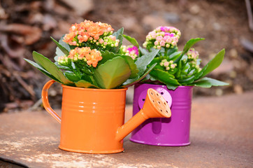 colorful decorative watering cans with kalanchoe flowers