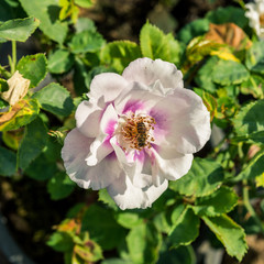 a bunch of roses in the garden