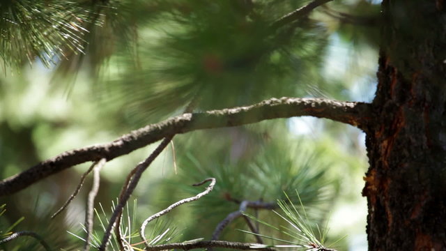Young pine tree branches