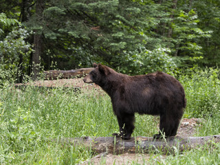 Black Bear Profile