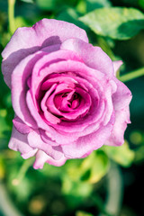 a bunch of roses in the garden