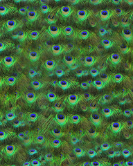 Obraz premium peacock