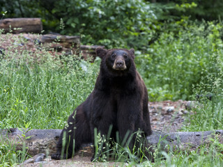 Sitting Bear