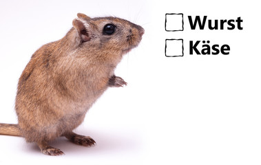 Maus wählt Wurst oder Kase