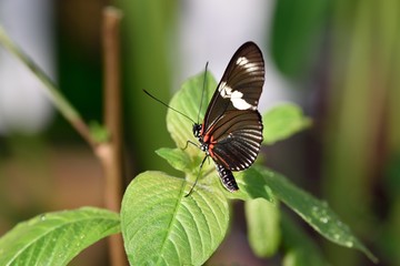 Tiere und Insekten