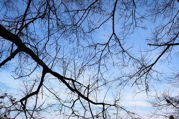 branch tree silhouette