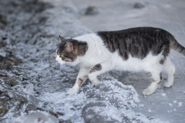 Cute street cat hunting on the riverside at winter season