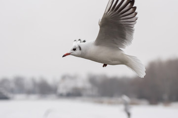 Graceful gull in fly over Dnepr river at winter season