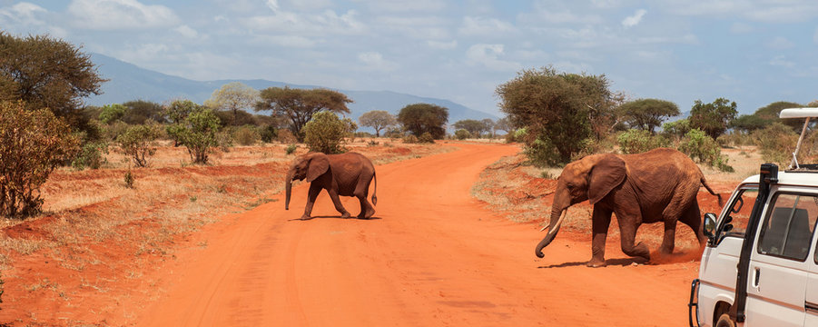 Fototapeta Elephants in Tsavo East National Park, Kenya
