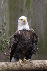Eagle Perched