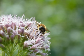 Tiere und Insekten