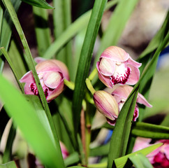 Cymbidium is a genus of evergreen species in the orchid family Orchidaceae. Close up