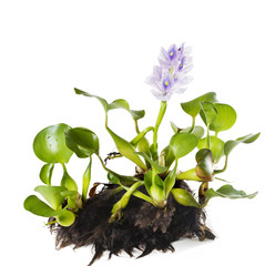 Common Water Hyacinth (Eichhornia crassipes). Plant with leaves,