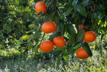 Mandarin or tangerine fruit  © spanish_ikebana