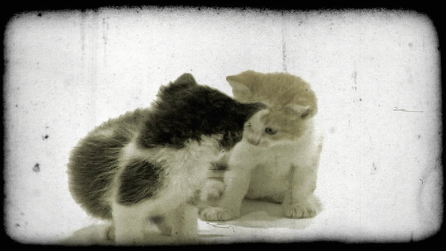 Two kittens play. Vintage stylized video clip.
