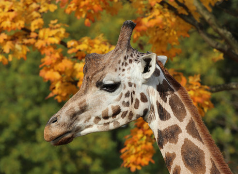 Close up of a Giraffe