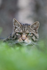 Fototapeta premium Cat thoughts