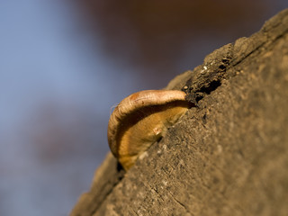 Mushroom and Tree Stump