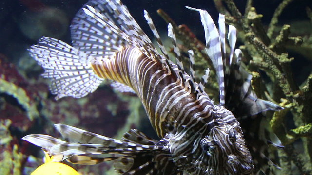 lionfish zebrafish underwater close-up among the coral reefs.
