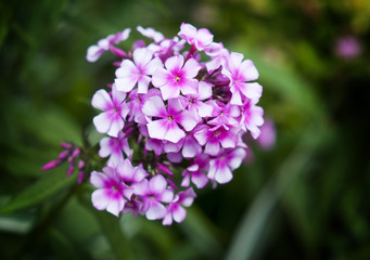 Pink phlox paniculata flowers is very popular for its midsummer display of large clusters of fragrant flowers