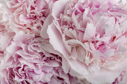 Fototapeta Pink peony flowers as a background