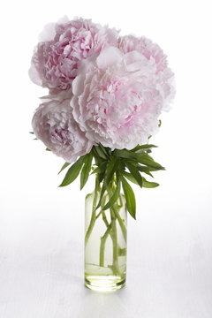 Bouquet Of Pink Peony Flowers In A Vase