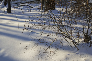 Bushes physocarpus kalinolistnogo (physocarpus opulifolius) in the winter forest. Russia.