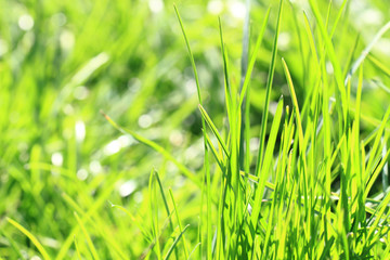 green spring grass background