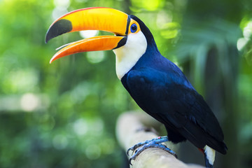 Exotischer Tukanvogel in natürlicher Umgebung, Foz do Iguacu, Brasilien