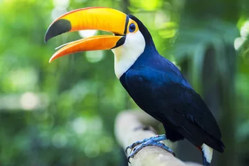 Crédence en verre imprimé Toucan Oiseau Toucan exotique dans un cadre naturel, Foz do Iguacu, Brésil